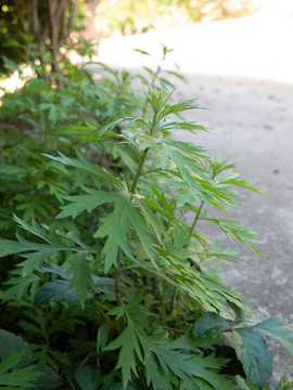 菊科植物五月艾