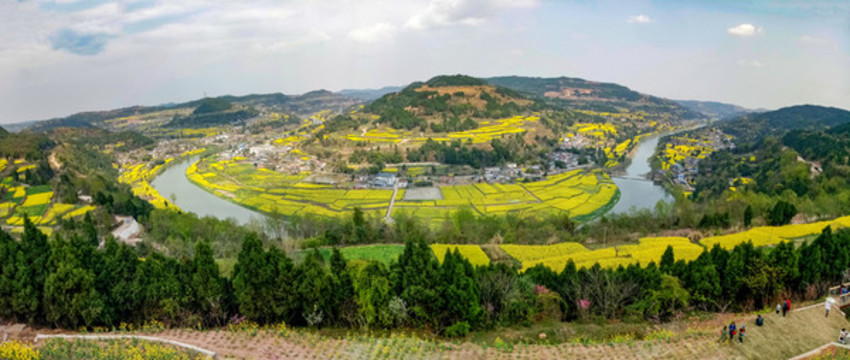 凱江大回灣油菜花全景圖