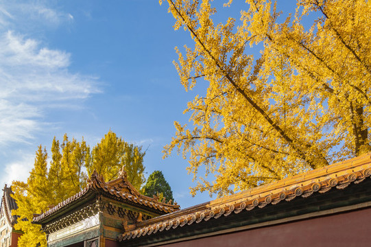 中國北京故宮博物院秋季風光
