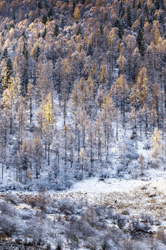 秋冬季節(jié)雪后的山林