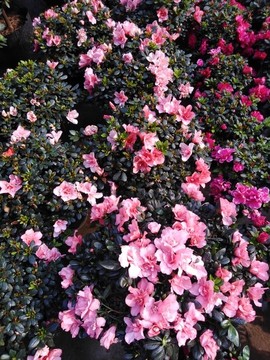 杜鵑花