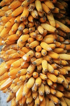 包谷