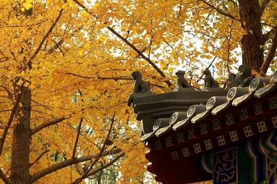 銀杏