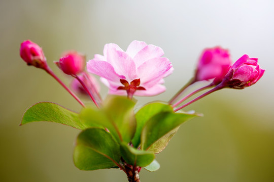 海棠花