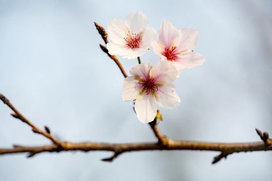 一支櫻花
