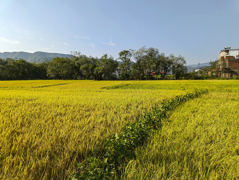 鄉(xiāng)村稻田圖