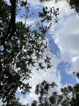 公園天空
