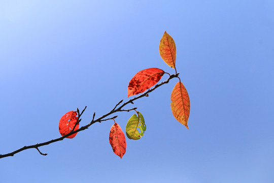 枝葉紅葉