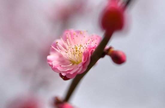 梅花