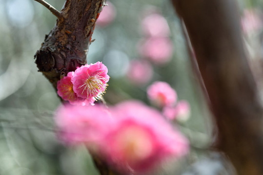 盛開的梅花