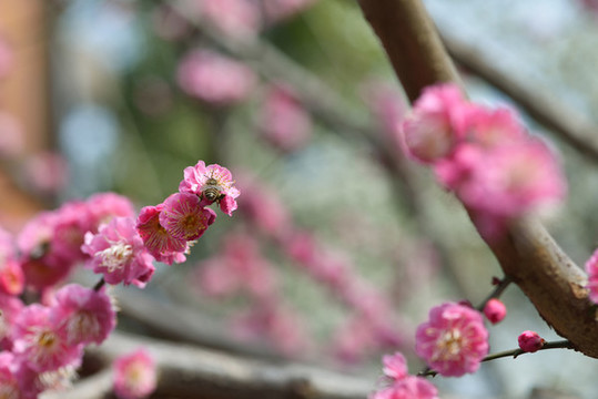 盛開的梅花