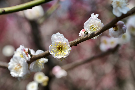 梅花綻放