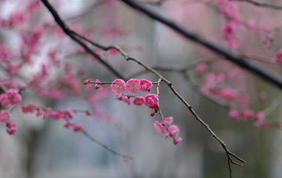 梅花