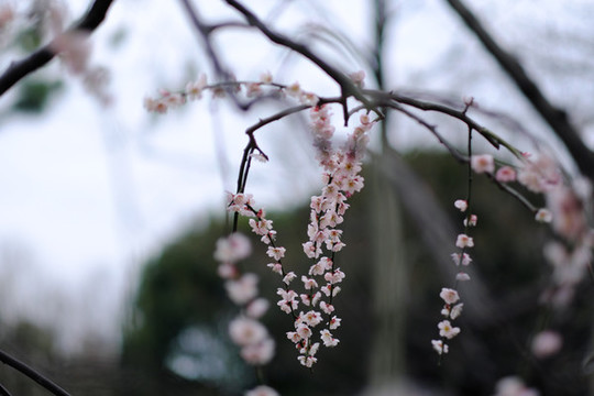 梅花盛開