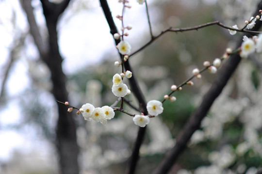 梅花盛開