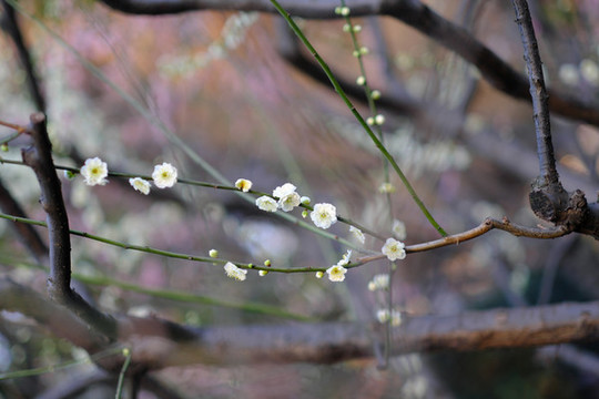 梅花盛開的季節(jié)
