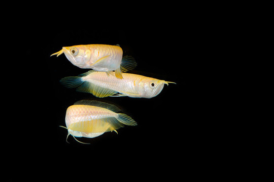 金龍魚(yú)