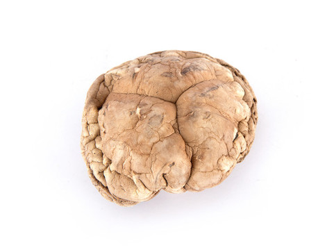 白背景上一個(gè)干蘑菇