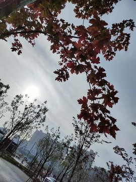 紅葉