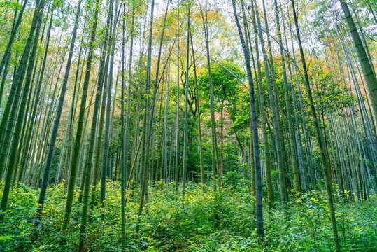 竹林