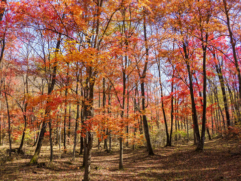 吉林蛟河紅葉谷紅葉景觀