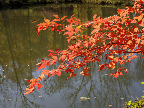 吉林蛟河紅葉谷紅葉景觀