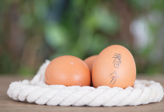 繩子圍成的小窩里三枚雞蛋