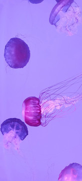 水母