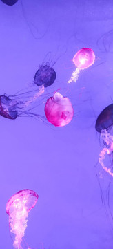 水母