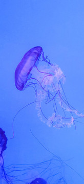 水母