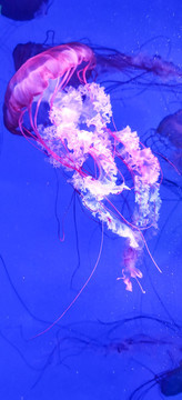 水母