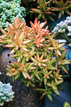 銘月
