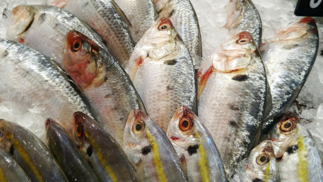 冰鮮海魚