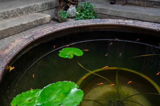 庭院魚缸