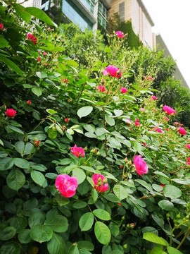 薔薇月季