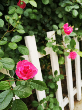 薔薇月季