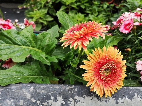 菊花盆栽