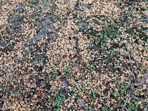 滿地桂花