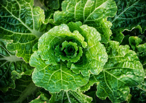天津綠大白菜