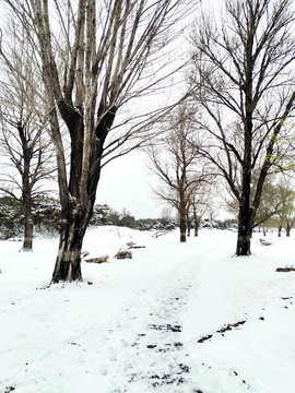 雪地樹林