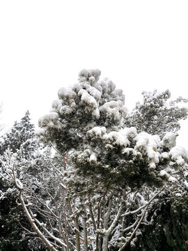 雪松
