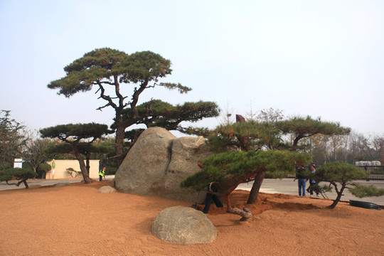 造型松