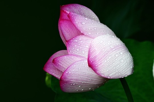 雨后荷花