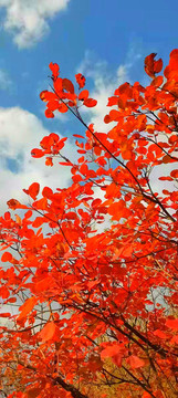 紅葉秋景風(fēng)景