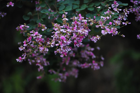 桐樹花