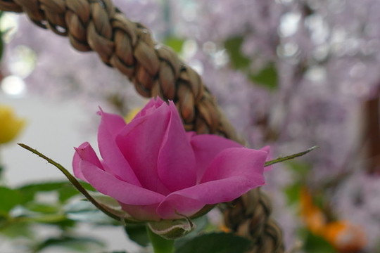 月季花