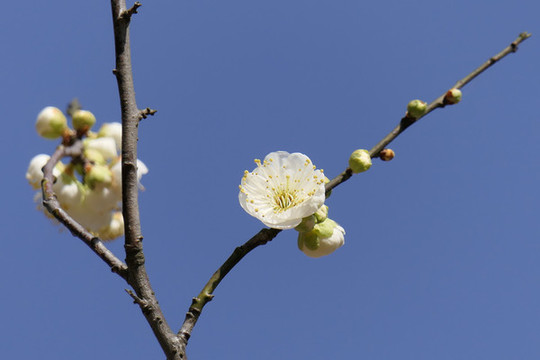 梅花