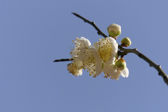梅花