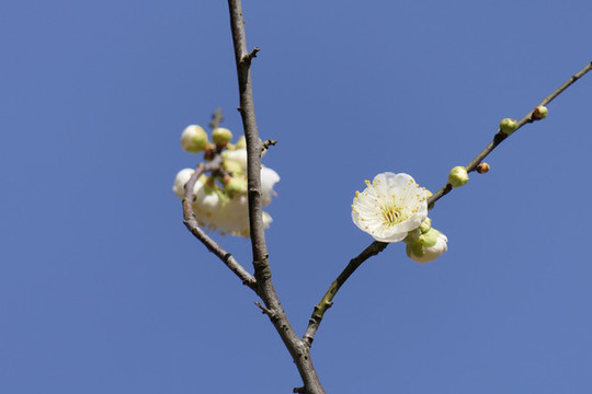 梅花