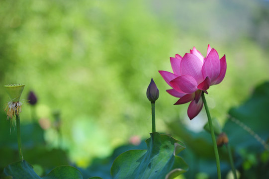 蓮花